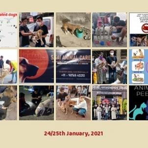 THE ACTION HAS CARIED OUT FOR ANIMALS IN INDIA