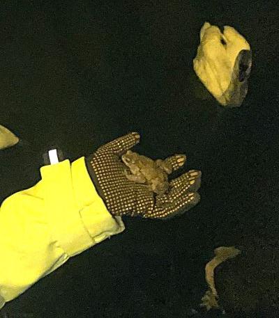 Traditional mitigation strategies, including roadside warning signs alerting motorists to amphibian presence, have demonstrated limited effectiveness...