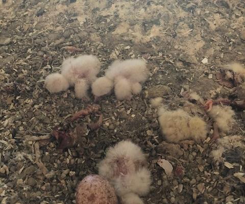 Source: Lucien Nigg, Buchs SG Birds of Prey Park, Switzerland