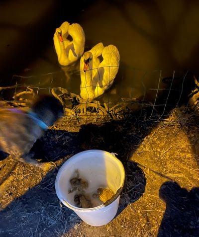 The campaign's fundamental objective centers on the strategic relocation of amphibians across hazardous roadways, enabling these remarkable creatures to complete their ancestral migration from winter refugia to breeding habitats.